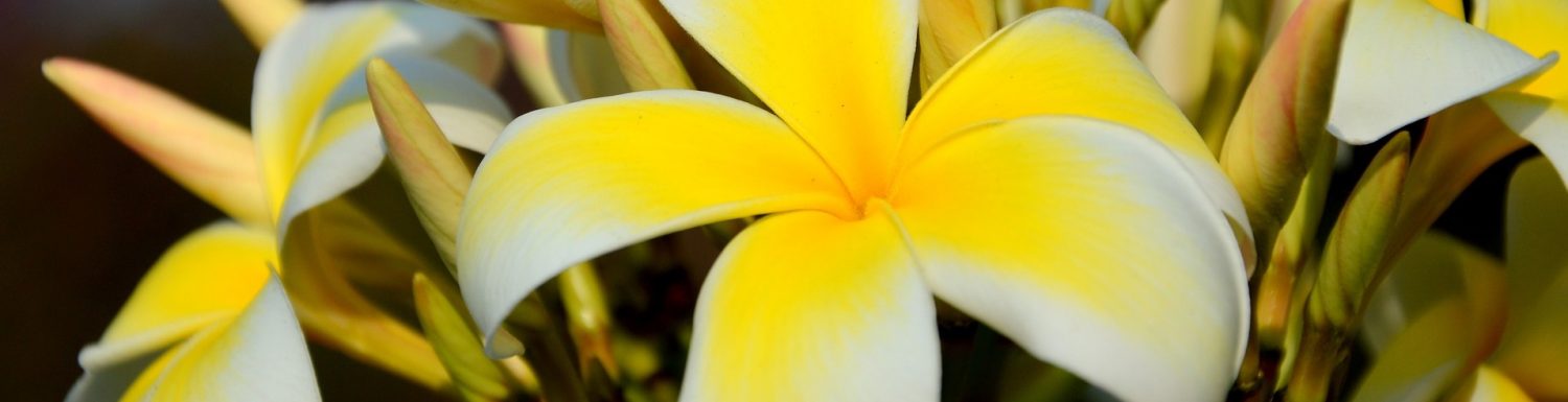 Lifestyle&Leadership Great Energy from Nature w: FlowerFrangipani_FotoCC0©_Karin-Linxweiler.ch